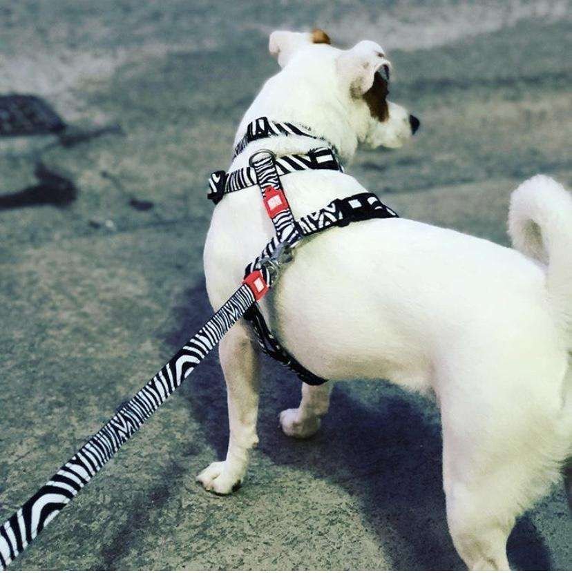 Повідець багатофункціональний Max & Molly Multi Function Leash Zebra, розмір M — Фото 3