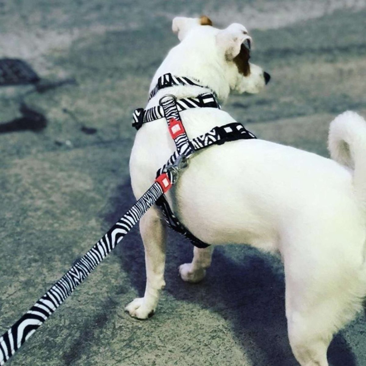 Шлея для собак Max & Molly H-Harness Zebra, розмір XS — Фото 6