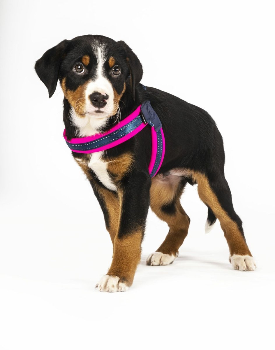 Шлея для собак Max & Molly Q Fit Harness Matrix Pink — Фото 4