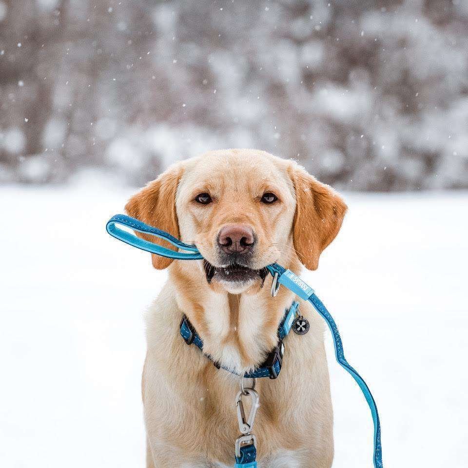 Нашийник для собак Max & Molly Smart ID Collar Matrix Sky Blue — Фото 2
